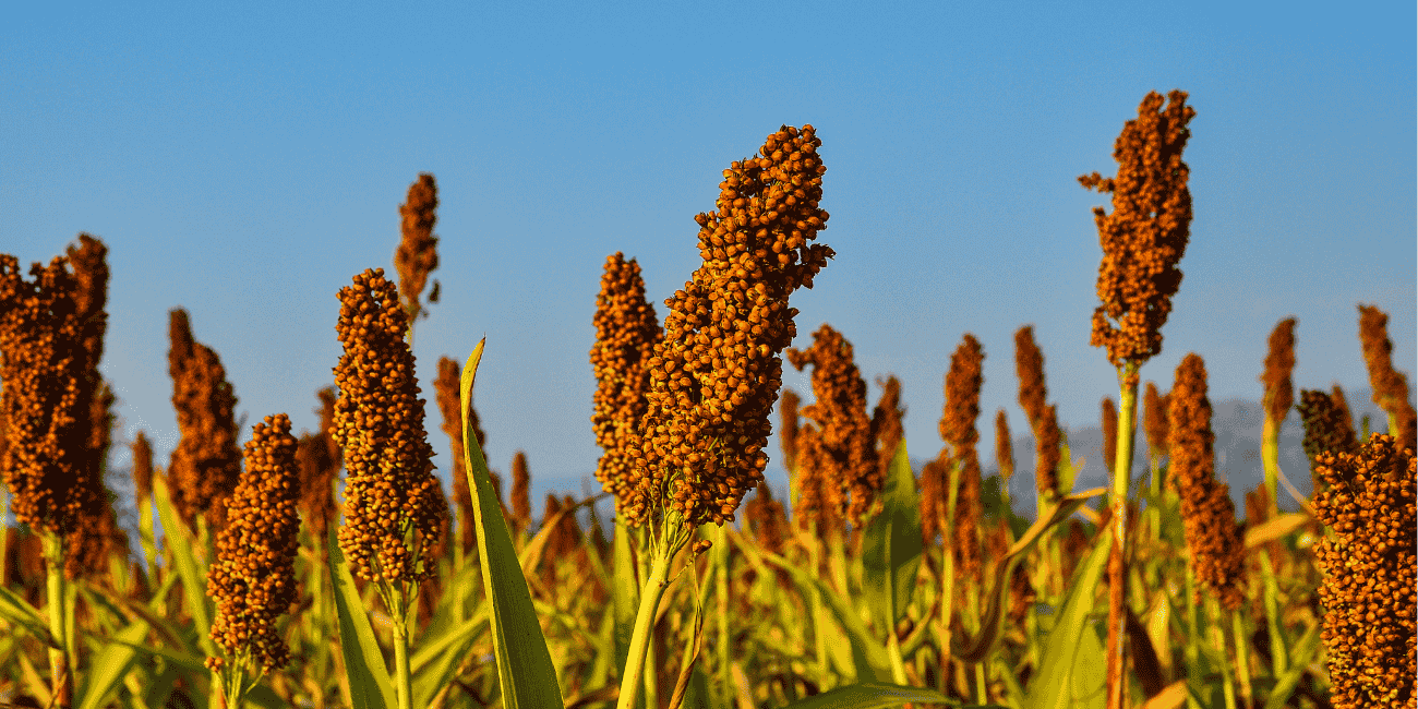 The Resurgence of the Small Grain: Why Millets Define Sustainable Living in 2026